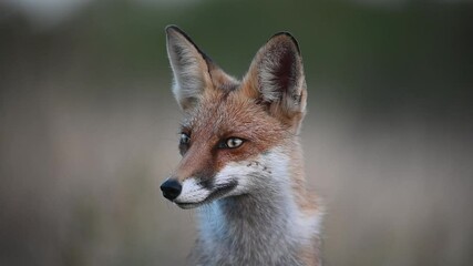 Wall Mural - Red fox Vulpes vulpes. Portrait the head red fox in the wild. Slow motion.