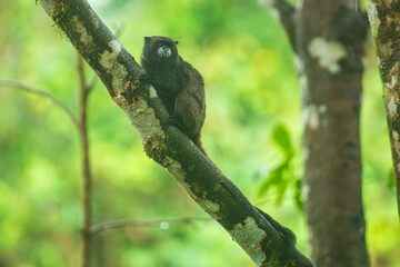 Black Mantle Tamarin Saguinus nigricollis, monkey from Sumaco National Park in Ecuador. Wildlife scene from nature. Tamarin siting on the tree branch in the tropic jungle forest with fruits.