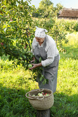 Wall Mural - Senior farmer picking fresh ripe apples in garden