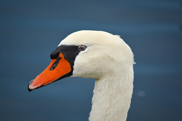 A detailed profile of a swan's head