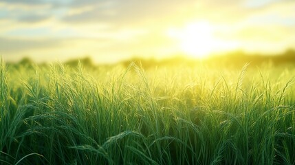 Poster - Golden Hour Sunset Over Lush Green Grass Field