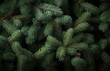© Halina Berah - An image of a green fir tree brunch close up with copy space. Dark-toned design with 1920's vintage style for seasonal quotes. A natural winter holiday forest background.