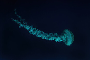 jellifish south american sea nettle, chrysaora plocamia swimming in aquarium tank with green neon il