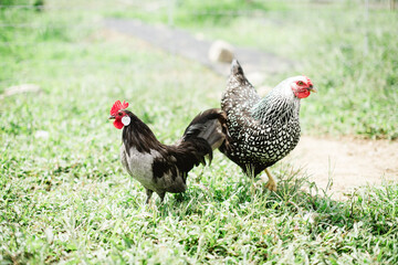 Chicken and Rooster in the Grass