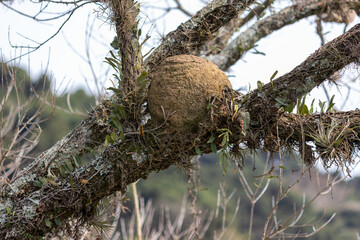 Wall Mural - Photograph of the Rufous Hornero nest on a tree branch.	