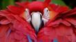 © Halina Berah - Parrot close up HD 8K wallpaper Stock Photographic Image