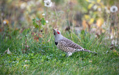 Cute woodpecker looking up in a park with wild flowers