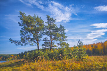 Wall Mural - Bright Autumn landscape meadow and forest in the background against the backdrop of a beautiful blue sky and white clouds.