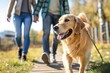 © miss irine - Couple walks with adorable Golden Retriever dog outdoors on sunny day. Man and woman stroll with happy pet on leash. Close-up of joyful couple and their furry companion.