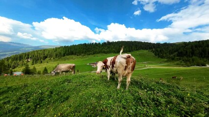 Wall Mural - red Austrian cow on a green alpine meadow in the mountains under a blue sky. Austrian dairy farming. Cattle breeding. High quality 4k footage