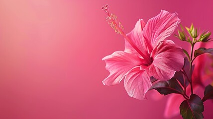 Wall Mural - Close-up of pink hibiscus flower with green leaves on solid background