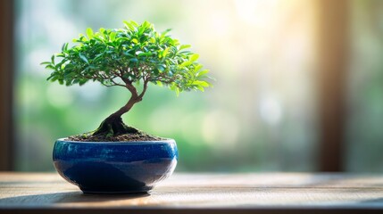 Bonsai tree on wooden table in sunlit