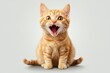 © InfiniteStudio - Surprised and angry cat with a funny expression isolated on transparent background ready to add humor to your designs