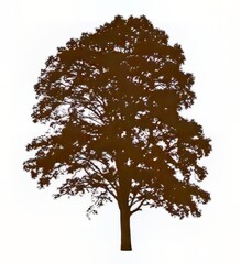 Silhouette of a majestic tree against a light background.