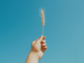 hand holding a single stalk of wheat against a clear blue sky