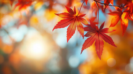 Aufkleber - Red maple leaves glowing in warm autumn sunlight