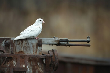 Wall Mural - White dove of peace perched on a worn soldier’s helmet or missile, surrounded by fresh green sprouts breaking through the earth, symbolizing peace and hope in the context of war and destruction.