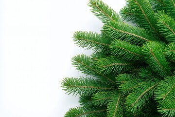 Lush green pine branches on white background.