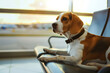 © pijav4uk - Beagle dog waits patiently at airport terminal for its owner's return