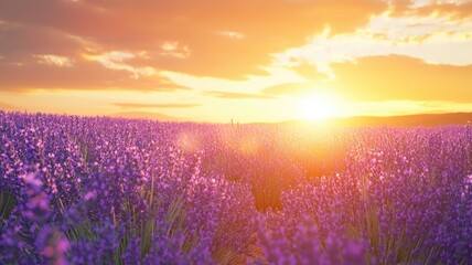 Lavender Field Bathed in Golden Sunset Light