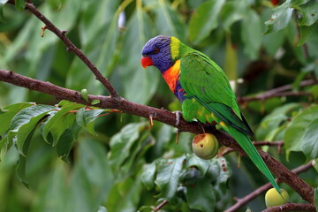 Poster - rainbow lorikeet