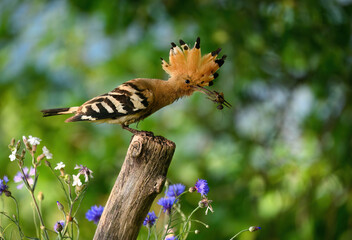 Wall Mural - eurasian hoopoe bird in early morning light ( upupa epops )