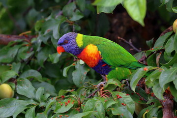 Poster - rainbow lorikeet