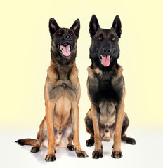 Wall Mural - malinois in studio