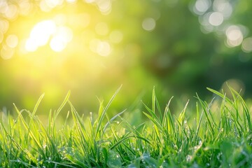 Wall Mural - close-up of dewy green grass with a blurred yellow and green background.
