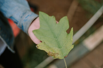 Close-up of a green leaf held by a person, highlighting its texture and freshness.