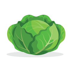 Whole fresh green cabbage flat vector illustration white background.