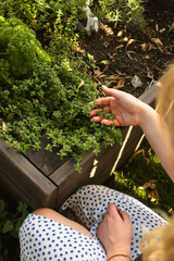 picking fresh thyme from the garden