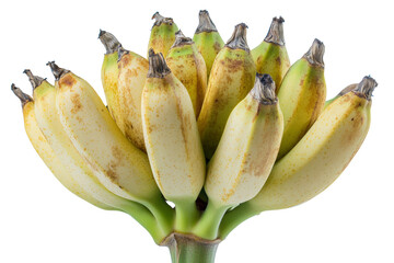 Poster - Cluster of bananas still attached to the stem ,Isolated on transparent background