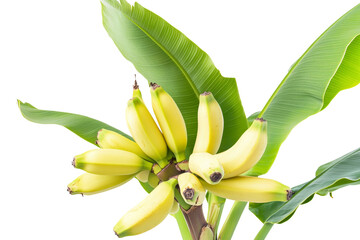 Poster - Banana plant with broad green leaves and a bunch of unripe bananas on solid white background, single object ,Isolated on transparent background