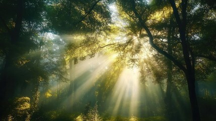 Poster - Serene forest scene with sunlight streaming through trees, creating a magical atmosphere filled with warmth and tranquility.