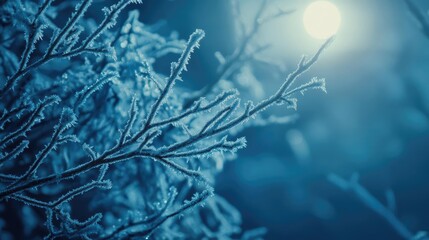 Poster - A serene winter scene with frosted branches glistening under a moonlit sky, capturing the beauty of nature in a cold atmosphere.