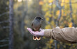 © Cavan Images - Siberian jay sits on hand. Person feeding bird in Finland