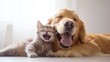 © VeloonaP - A playful cat and dog sharing a joyful moment together, showcasing their friendship and happiness in a cozy indoor setting.