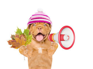 Poster - Happy Mastiff puppy wearing warm knitted hat with pompon holds dry leaves and barking into the megaphone. Isolated on white background