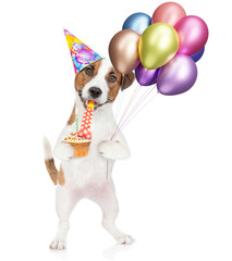 Poster - Happy jack russell terrier puppy wearing party cap holds balloons and birthday cupcake with candle blows in party horn and looks at camera. isolated on white background