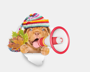 Poster - Happy Mastiff puppy wearing warm hat holds dry leaves and looks through the hole in white paper and barking into the megaphone