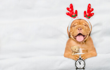 Aufkleber - Yawning Mastiff puppy dressed like santa claus reindeer  Rudolf lying with toy bear under white blanket at home and shows alarm clock. Top down view. Empty space for text