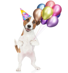 Poster - Happy jack russell terrier puppy wearing party cap holds balloons and looks at camera. isolated on white background