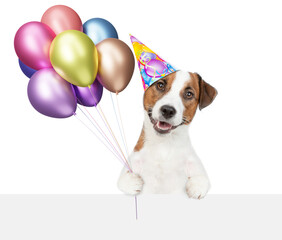 Poster - Cute jack russell terrier puppy wearing party cap holding balloons above blank white banner and looking at camera. isolated on white background