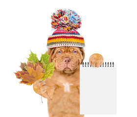 Aufkleber - Unhappy mastiff puppy wearing a warm hat with pompon holds dry colorful leaves and shows blank notepad. isolated on white background