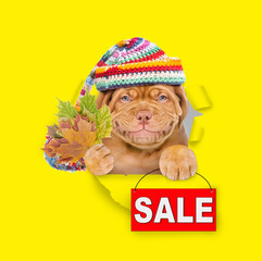 Poster - Happy puppy wearing warm knitted hat with pompon holds dry leaves and shows signboard with labeled 