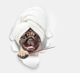 Fototapete - Smiling Pug puppy wearing towel on it head looking through the hole in white paper and pointing away on empty space