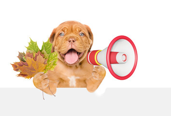 Poster - Happy puppy wearing warm hat holds dry leaves and barking into the megaphone above blank white banner. isolated on white background