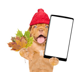Poster - Smiling puppy wearing warm hat holds dry leaves and big smartphone with white blank screen in it paw. Isolated on white background. Empty space for text
