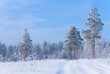 © Yuriy Kulik - snowbound fir tree forest at bright  winter day, beautiful seasonal landscape